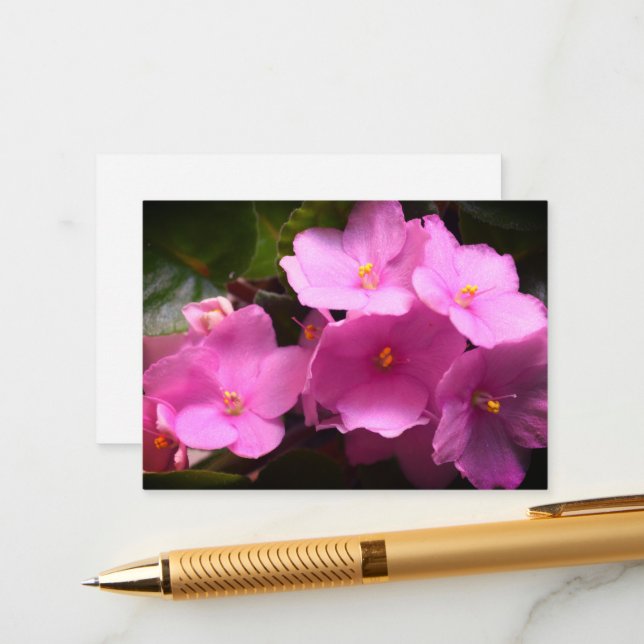 Pink Violette Africaine Saintpaulia Flowers Enclosure Card (Front/Back In Situ)