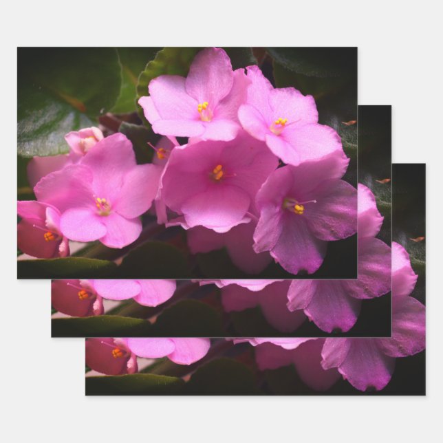 Pink Violette Africaine Saintpaulia Flowers Wrapping Paper Sheets (Set)