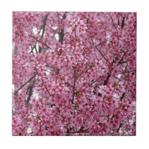 Pink Wall of Cherry Blossoms Tile