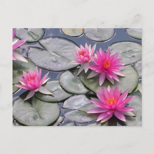 Pink Water Lilies Announcement Postcard