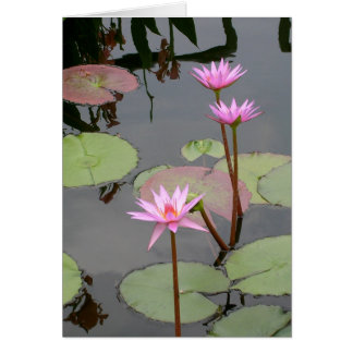 Pink Water Lilies Cards