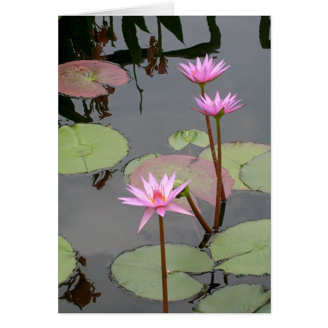 Pink Water Lilies Cards (Front)