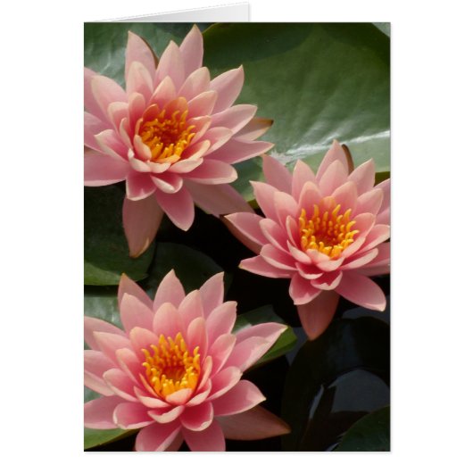 Pink Water Lilies Cards (Front)