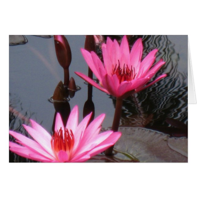 Pink Water Lilies Cards (Front Horizontal)