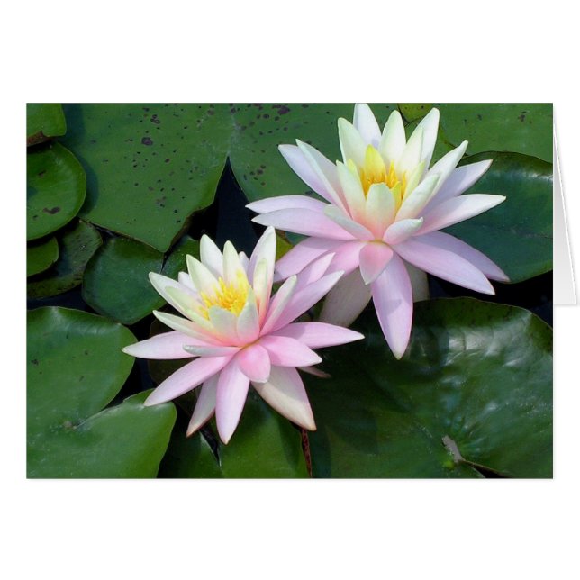 Pink Water Lilies Cards (Front Horizontal)