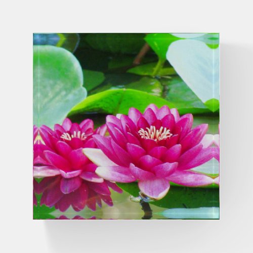 Pink Water Lilies Paperweight