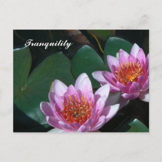 Pink Water Lilies Postcard