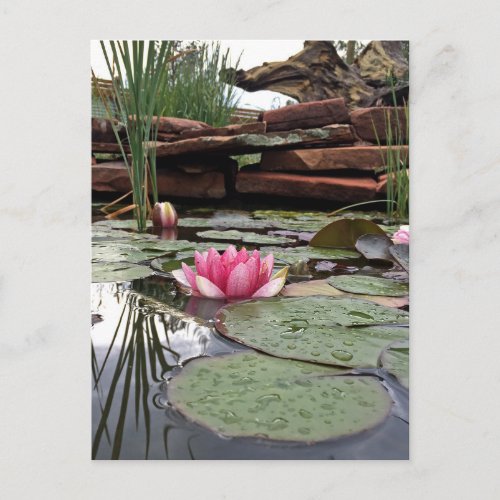 Pink Water Lilies Reflections Photograph Postcard