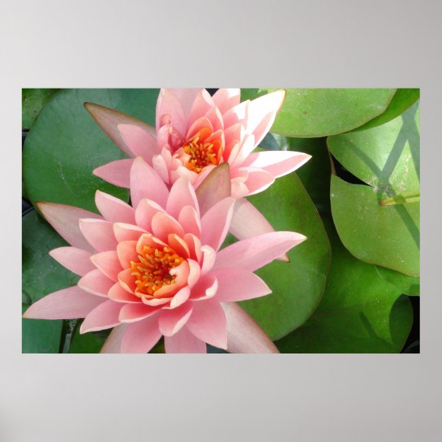 Pink Water Lilies Splendor Poster (Front)