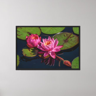 Pink water Lilies Stretched Canvas Print