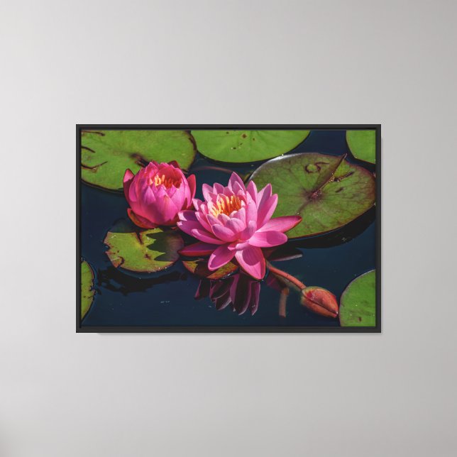 Pink water Lilies Stretched Canvas Print (Front)