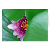 Pink Water Lily (Front Horizontal)