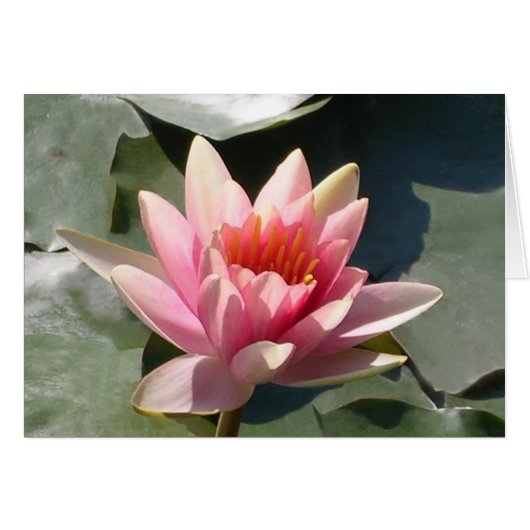 Pink Water Lily (Front Horizontal)