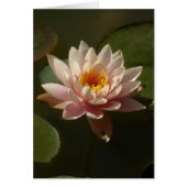 Pink Water Lily (Front)