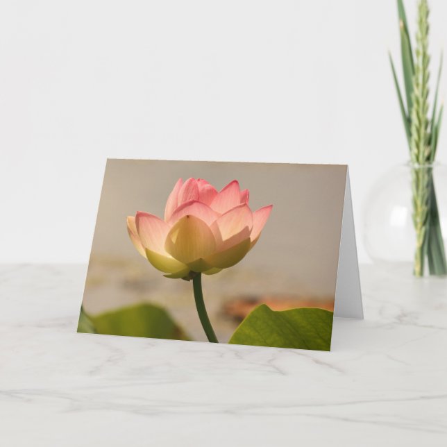 Pink Water Lily Card (Front)