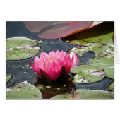 Pink Water Lily card (Front Horizontal)