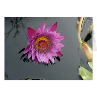 Pink Water Lily Cards