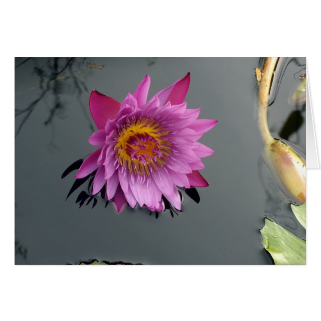 Pink Water Lily Cards (Front Horizontal)