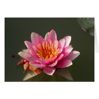 Pink Water Lily Cards