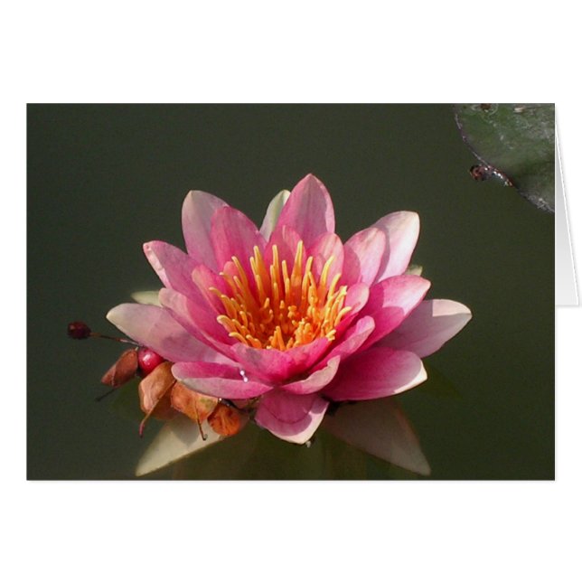 Pink Water Lily Cards (Front Horizontal)