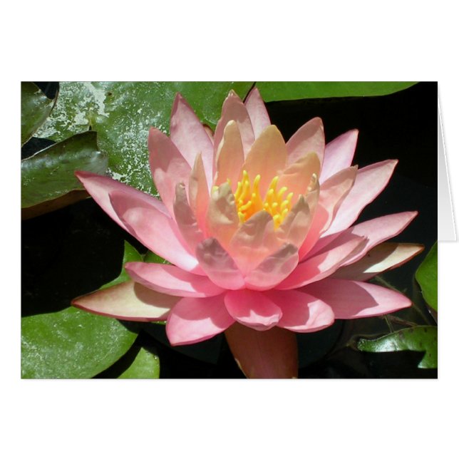 Pink Water Lily Cards (Front Horizontal)