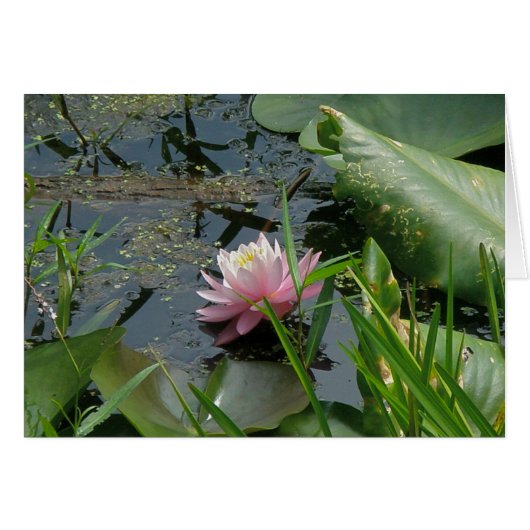 Pink Water Lily Coordinating Items Cards (Front Horizontal)