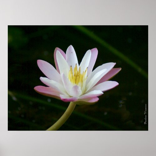 Pink water lily flower up to 24 x 18 Photo Poster