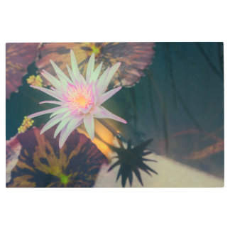 Pink Water Lily in the Pond Metal Print