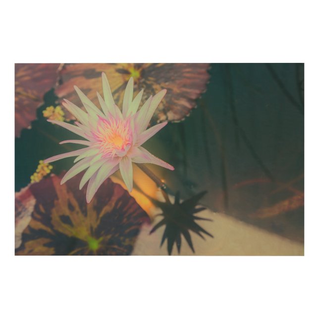 Pink Water Lily in the Pond Wood Wall Art (Front)