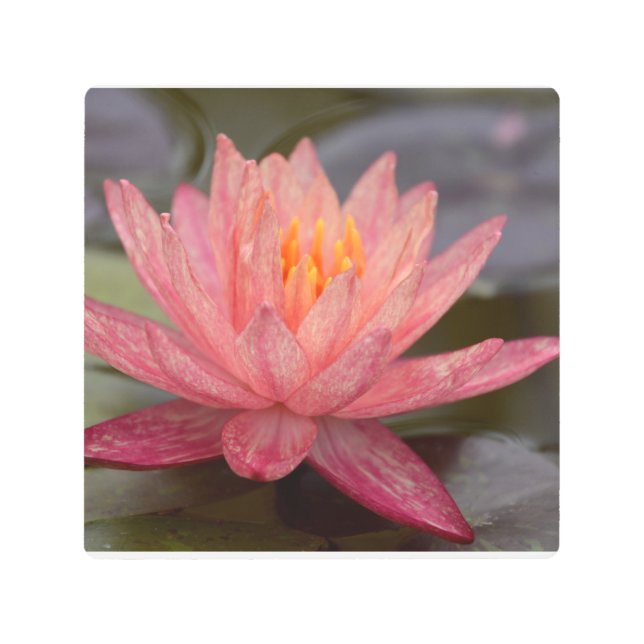 Pink Water Lily Metal Wall Art (Front)