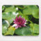 Pink water lily mousepad