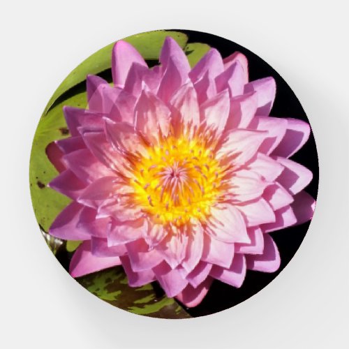 Pink Water Lily Paperweight