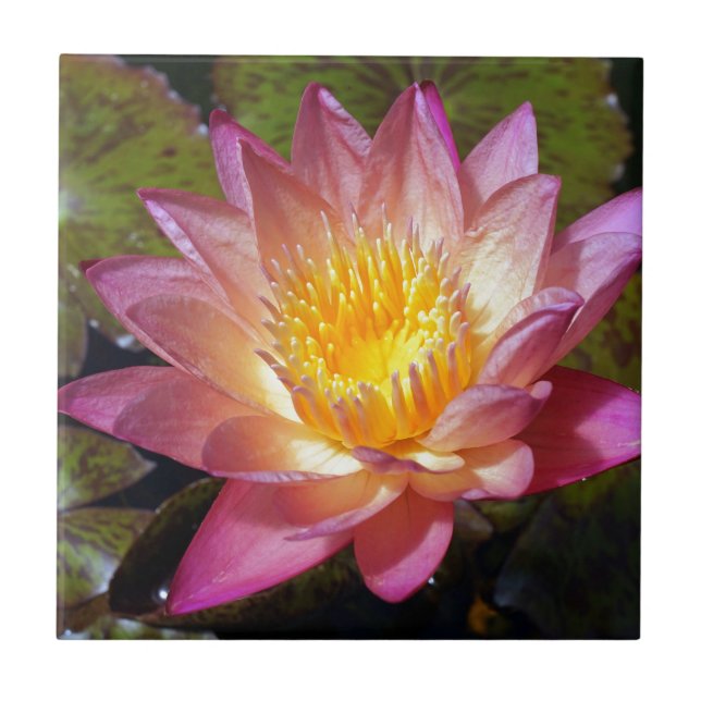 Pink Water Lily Photograph Ceramic Tile (Front)