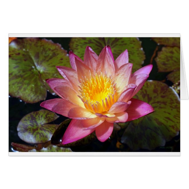 Pink Water Lily Photograph Greeting Card (Front Horizontal)