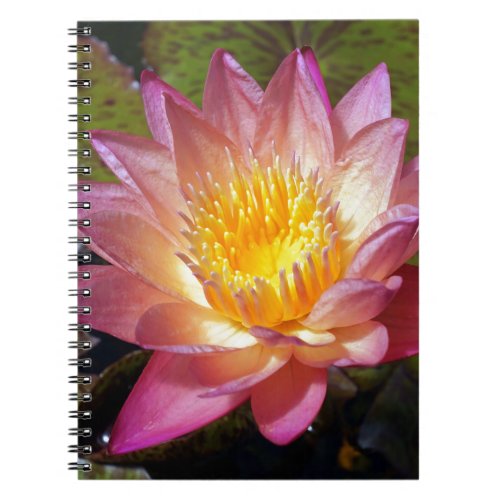 Pink Water Lily Photograph Notebook