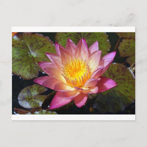Pink Water Lily Photograph Postcard