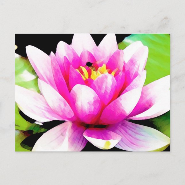 Pink water lily postcard (Front)