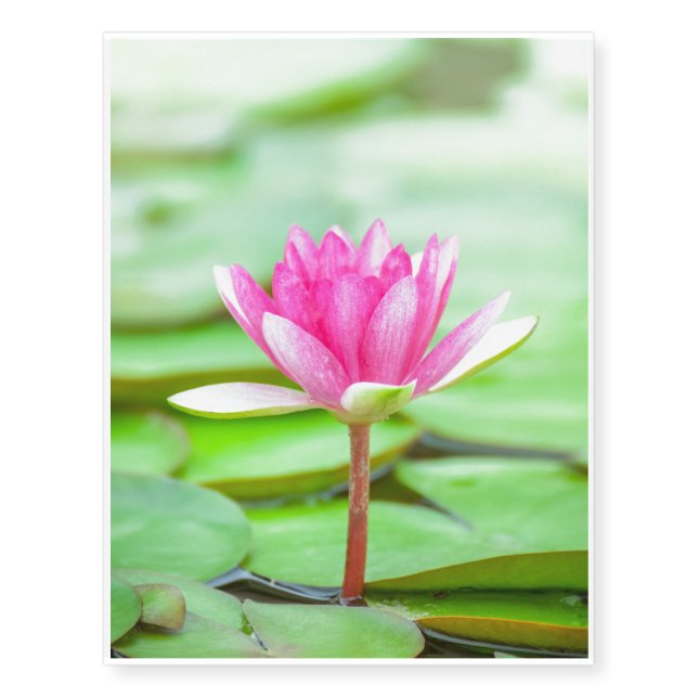 Pink Water Lily Temporary Tattoos (Front)