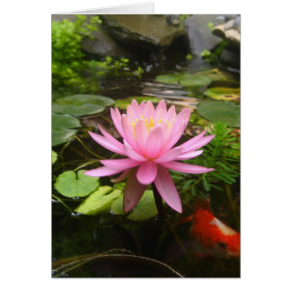 Pink Water Lily with Fish