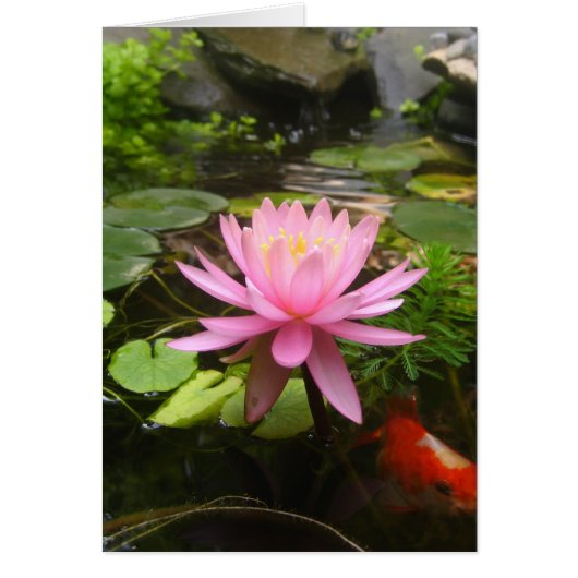 Pink Water Lily with Fish Cards (Front)