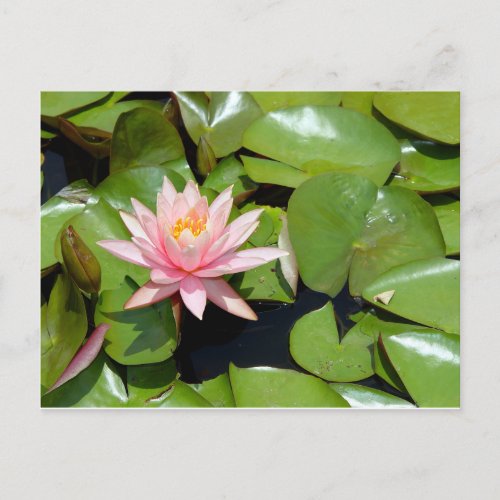 Pink water lily with lots of lily pads Postcard