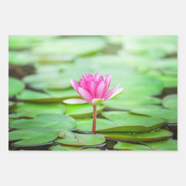 Pink Water Lily Wrapping Paper Sheets (Front)