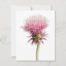 Pink Watercolor Thistle Wildflower In Bloom