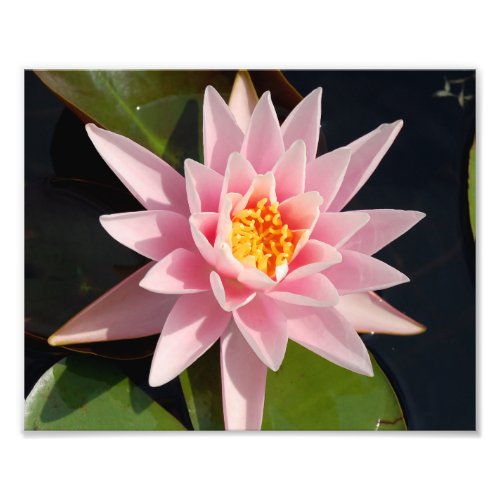 Pink Waterlily Flower Print