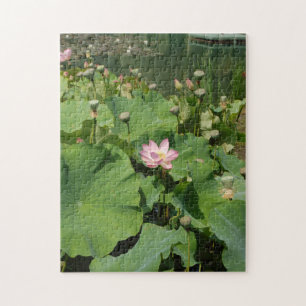 Pink Waterlily Lotus Flower in a Pond during summe Jigsaw Puzzle