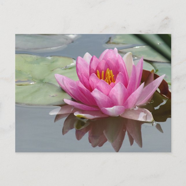 Pink Waterlily Postcard (Front)