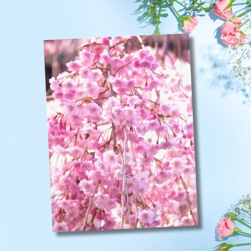 Pink Weeping Willow Tree Postcard