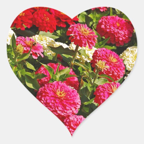 Pink white and red zinnia flowers heart sticker