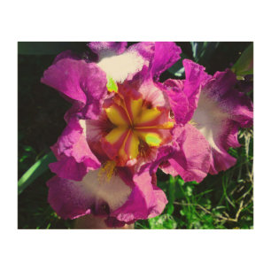 Pink white and yellow Iris Flower Wood Art