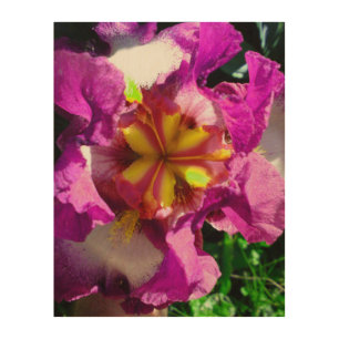 Pink white and yellow Iris Flower Wood Art